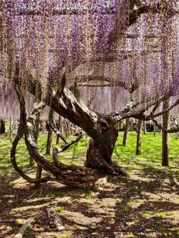 Purple Fairyland | Trip.com Kitakyushu City