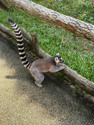 🦒 Forget the Safari Bus: There’s a Whole Zoo You Can Explore on Foot