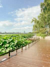 Peaceful Afternoon at Xuanwu Lake 🌿✨
