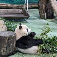 《臺北市立動物園》🐼熊貓熱🐼園區極大一天都行不完🦁
