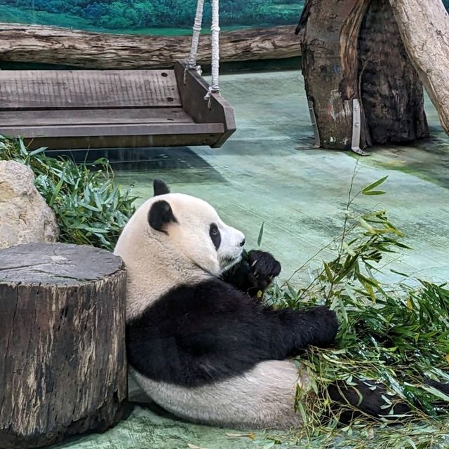 《臺北市立動物園》🐼熊貓熱🐼園區極大一天都行不完🦁