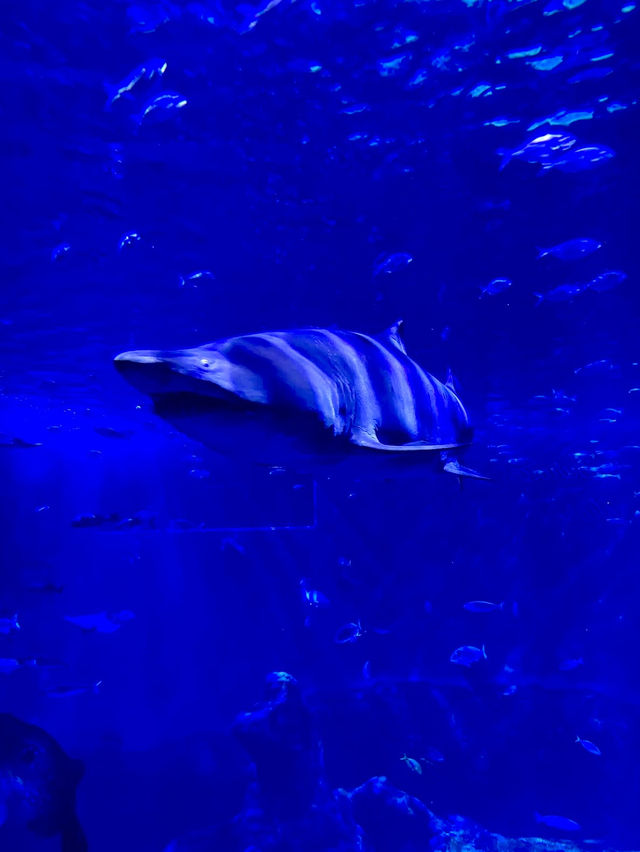 Seville Aquarium - Spain