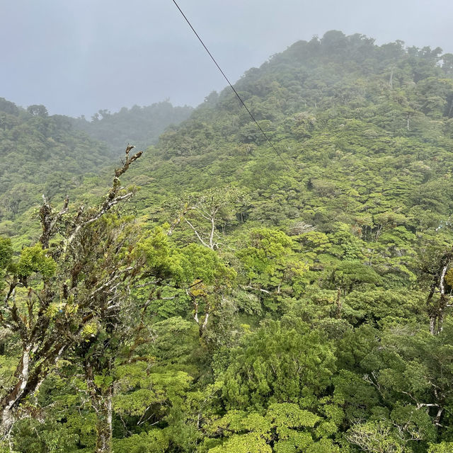 A forest in the clouds 