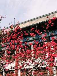 One-Day Itinerary at Peking University: A Walk Through History and Culture