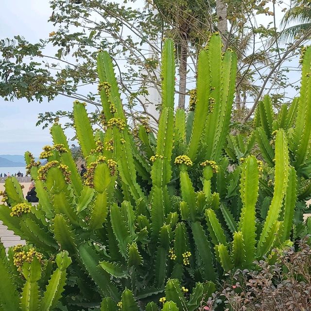 🌴🌊 Escape to Paradise at Dameisha Beach, Shenzhen! 🇨🇳