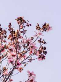 Petals & Pavements: Spring in the Capital 🌸