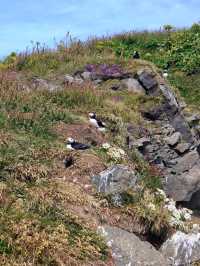 Iceland: Land of Fire and Water (...And Puffins)