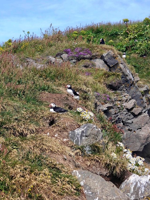 Iceland: Land of Fire and Water (...And Puffins)