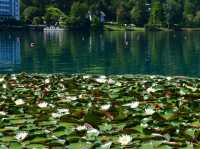 Bled: Where Sweet Became Sweeter 🏞️🍰