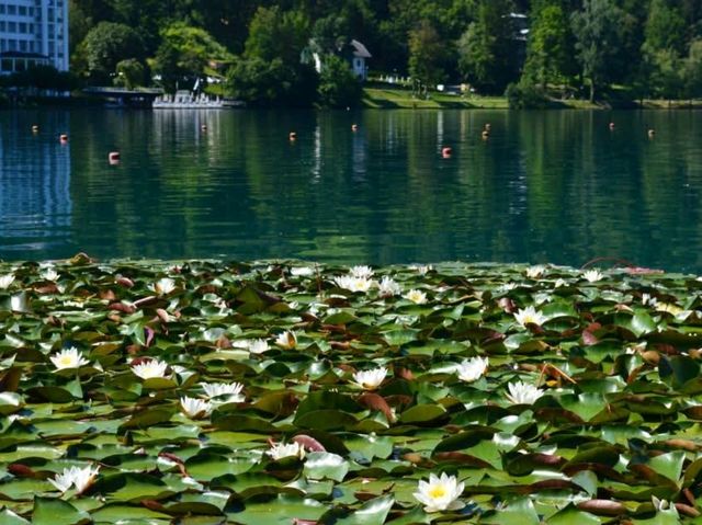 Bled: Where Sweet Became Sweeter 🏞️🍰