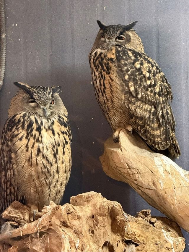 Flower Dreamscape🌸