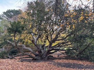 🍁 สวนสาธารณะซอลต์เวลล์ – ทวิสเต็ดทรังค์สและเวทมนตร์แห่งฤดูใบไม้ร่วง 🌳