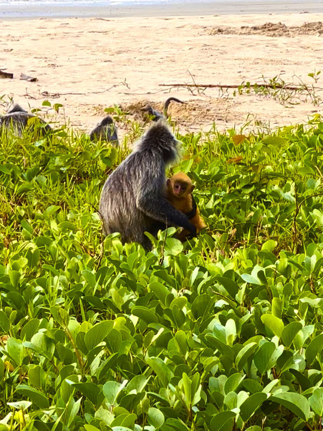 Исследуем Bako Исследуем Bako