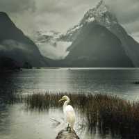 Milford Sound / Piopiotahi