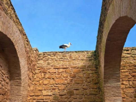 Chellah, Rabat 🇲🇦