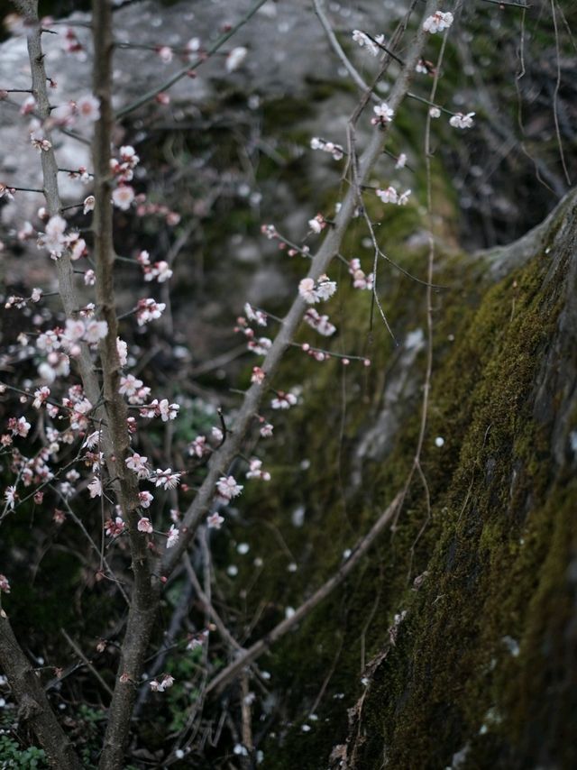 Spring Blossom In Chengdu's Mountains