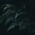 @ur0r@ 3v@ns