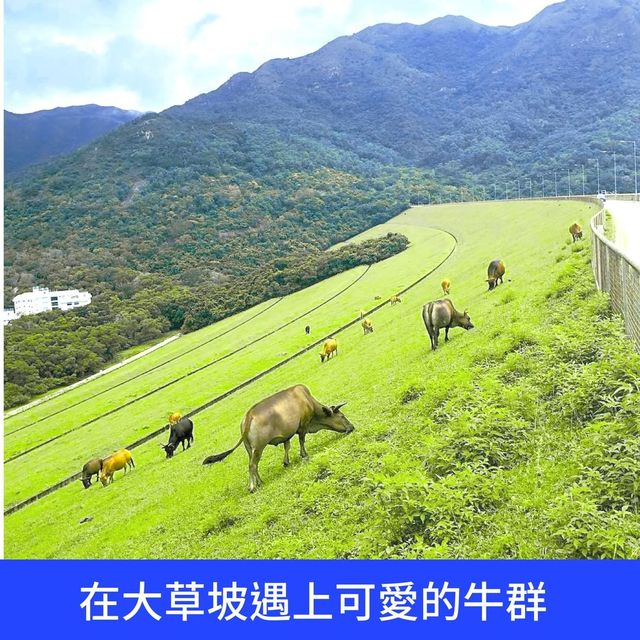 宮崎駿版花園石壁水塘🌳