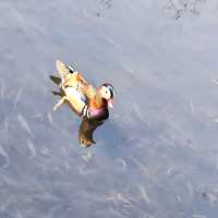 Ducks!!! 🇨🇳 Hangzhou West Lake