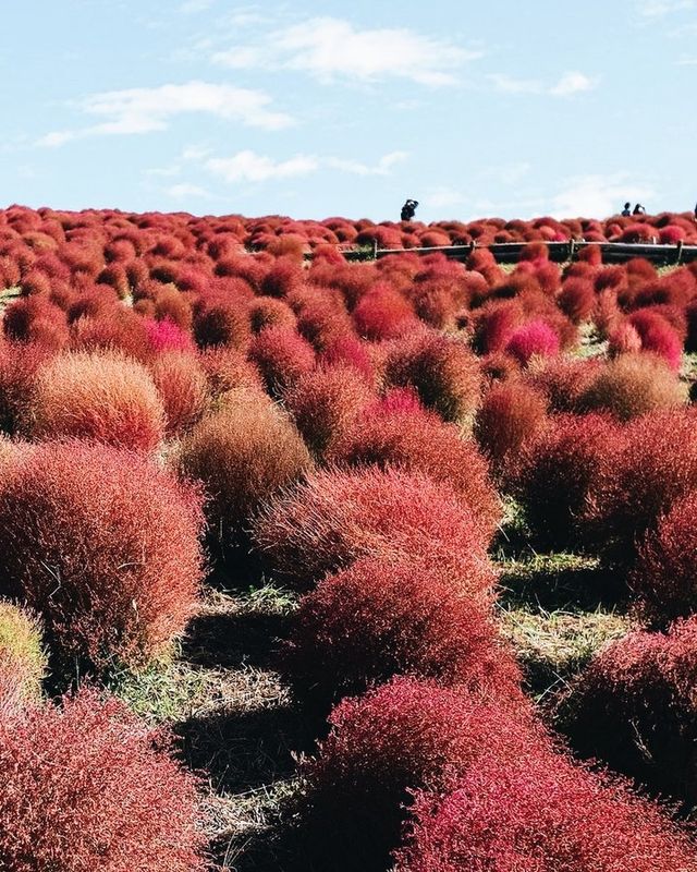 日本紅色波波草海🌺茨城海邊公園