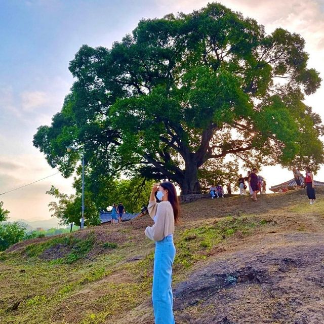 Hundreds of years old tree