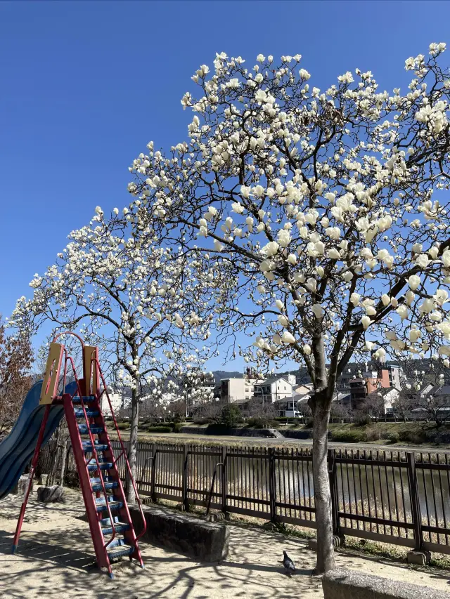 Kyoto's March spring gift 🌸 Elegant magnolia flowers!