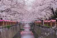 Tokyo cherry blossom attractions