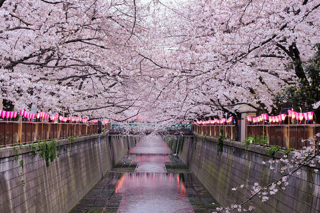 Tokyo cherry blossom attractions