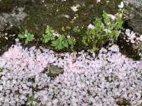 Cherry Blossom Season Japan Tour (Sanyo-San'in and Kansai Regions)