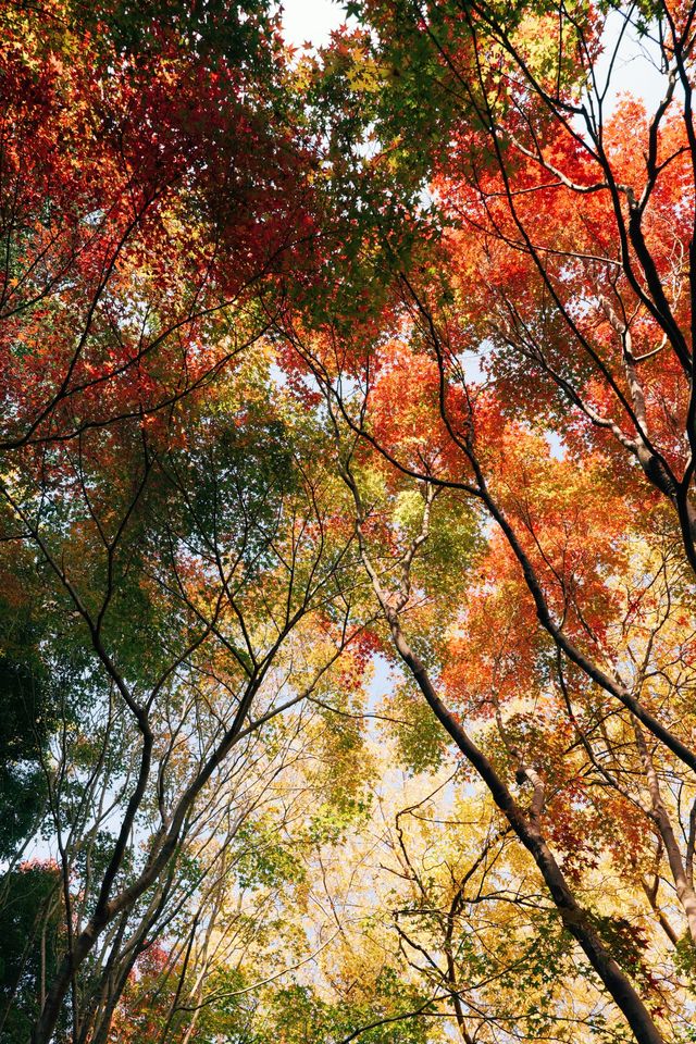 發現上海｜上海一日遊，去看秋霞圃的紅葉和園林