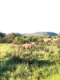 可以吹一輩子的人生體驗 - 南非 Safari