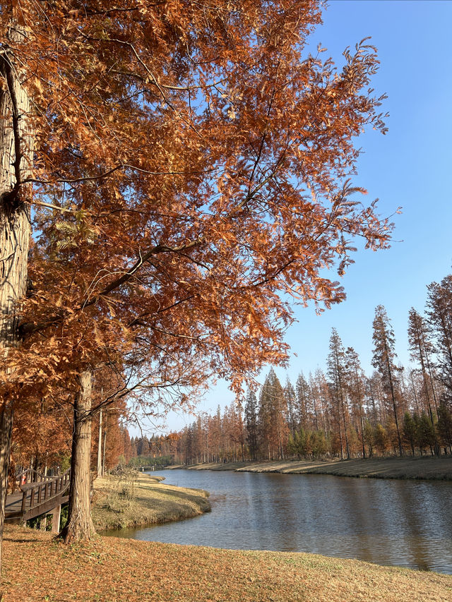 黃海森林公園的紅水杉，秋天的贈禮！