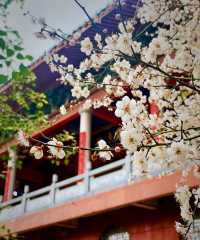說三遍:不是林陽寺，不是林陽寺，不是林陽寺