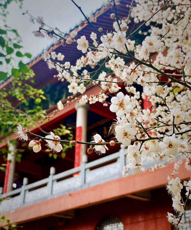 說三遍:不是林陽寺，不是林陽寺，不是林陽寺