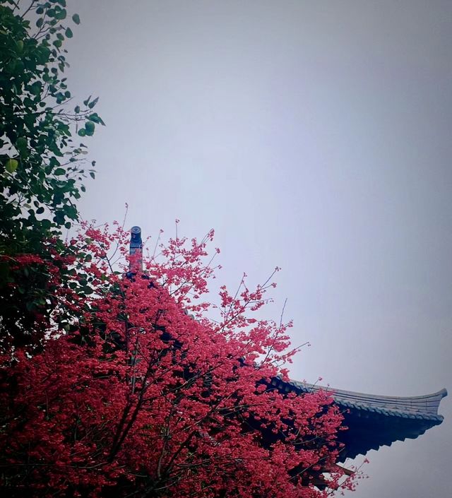 說三遍:不是林陽寺，不是林陽寺，不是林陽寺