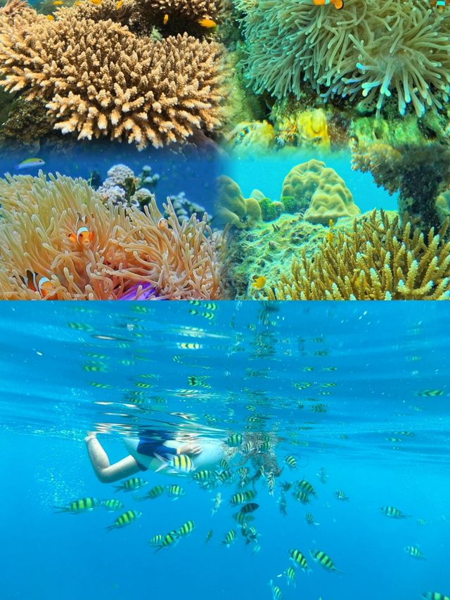 泰國藍夢之旅：洛克島的光影浮潛奇遇