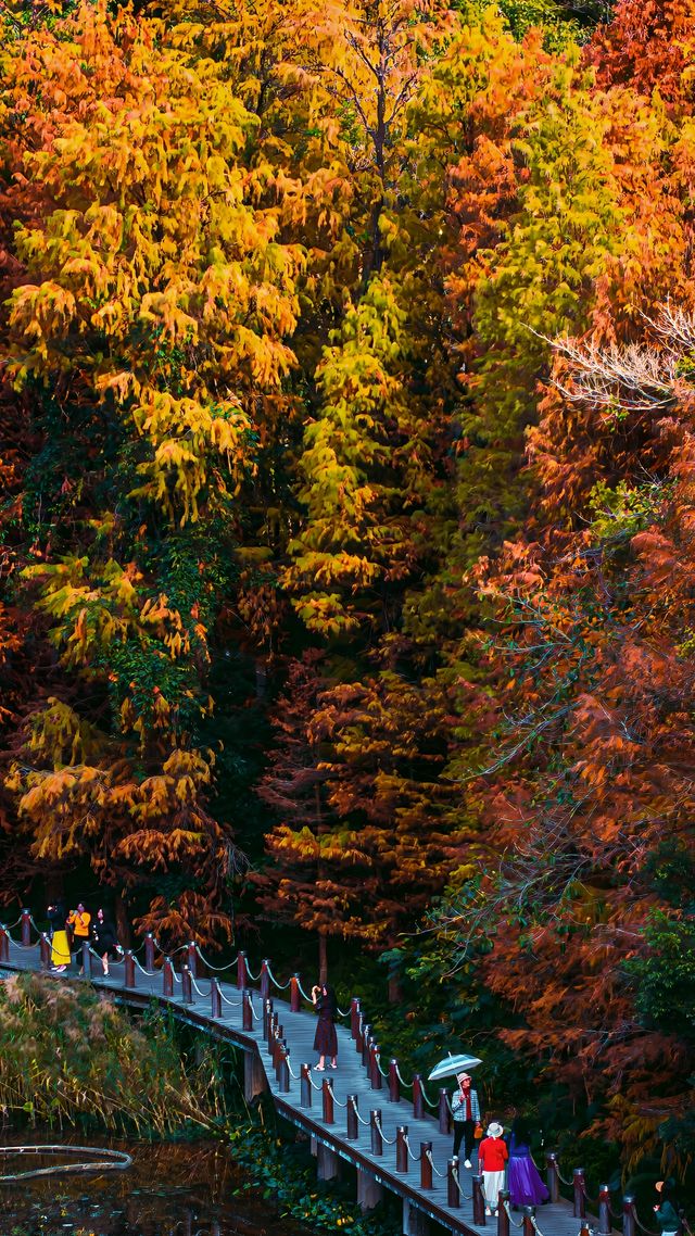 仙湖植物園的落羽杉，又紅了