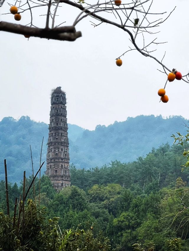 在稻子黃柿子紅的時節去國清寺啦