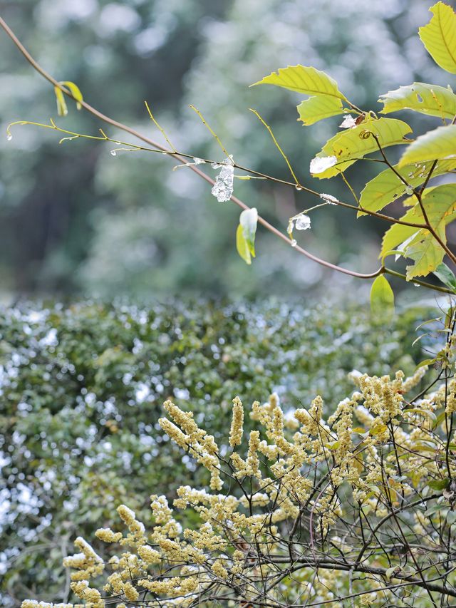 @福建人，難遇南方的今天打雪仗了嗎