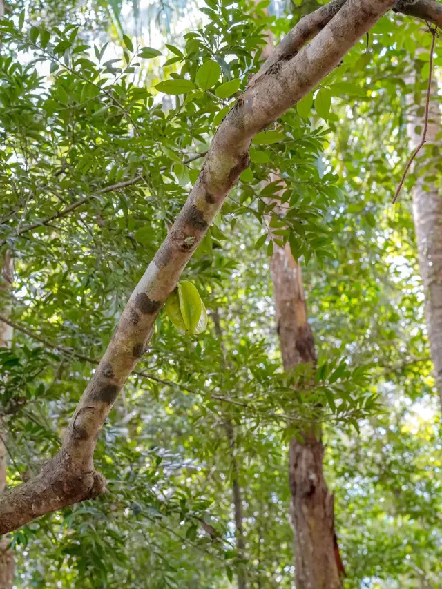 熱帶奇特植物大開眼還能親手做巧克力