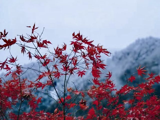 半山彩林半山雪，一起去西岭賞個秋