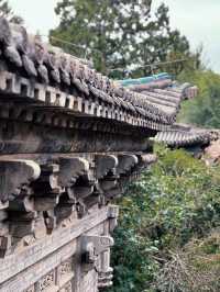 太原雙塔寺賞明代古株牡丹