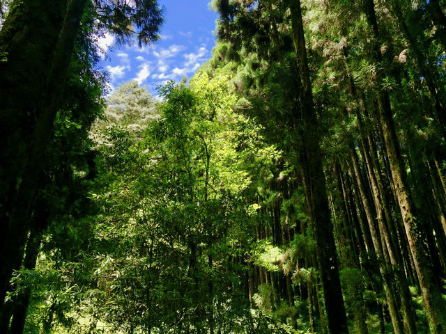 人間仙境台灣阿里山