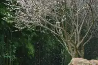快去看白雲山梅花開了不用門票