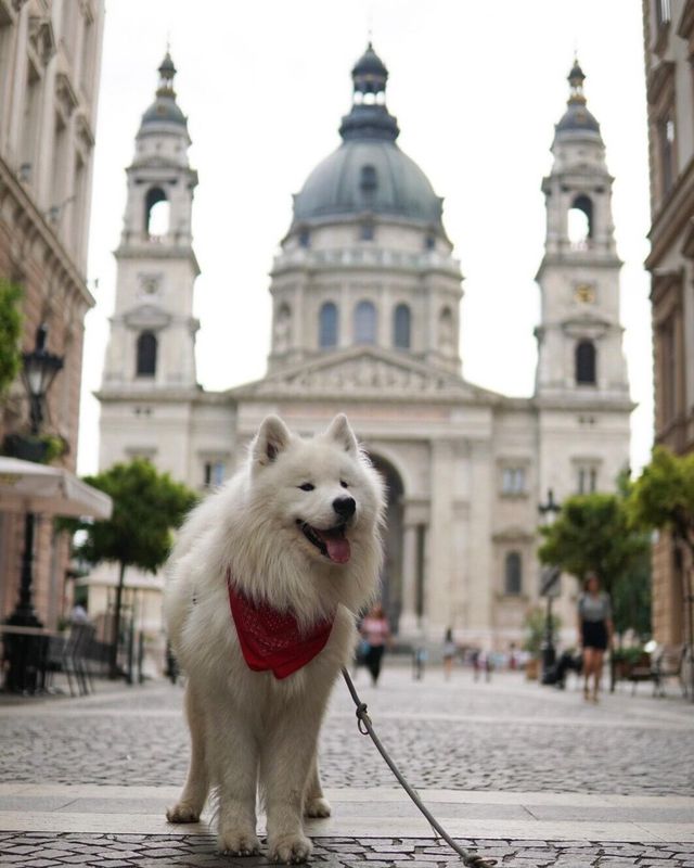 😍❤️ From historic landmarks to stunning scenery, Budapest has something to offer for everyone.