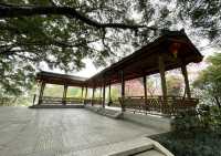 屏山公園賞櫻