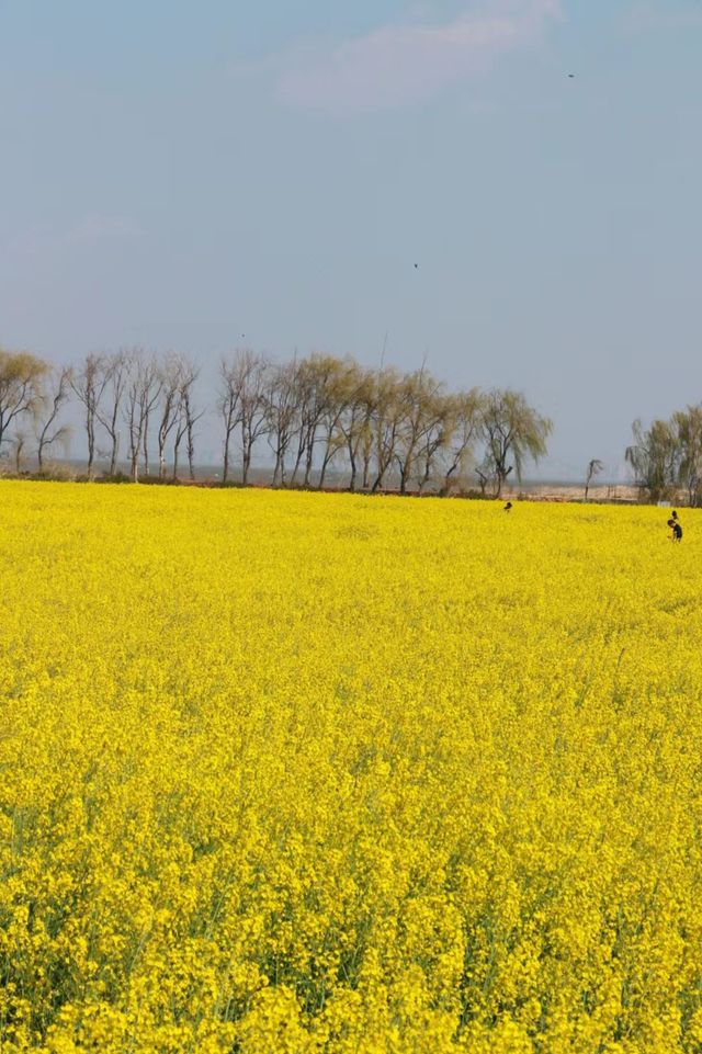 昆明滇池邊|快來，別錯過油畫般的油菜花海~