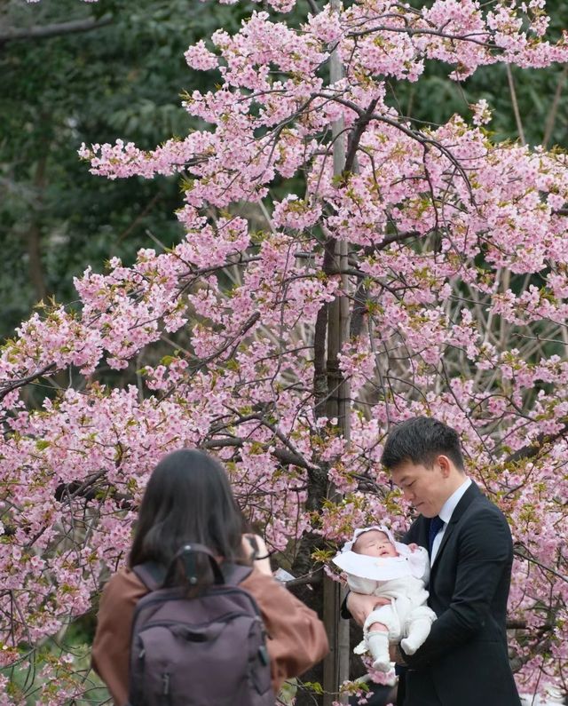 東京早櫻賦予我四年一度的額外溫柔