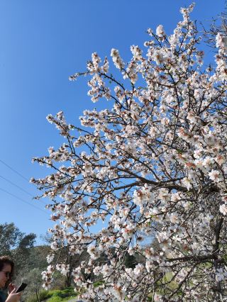 터키-닷차 반도의 살구꽃