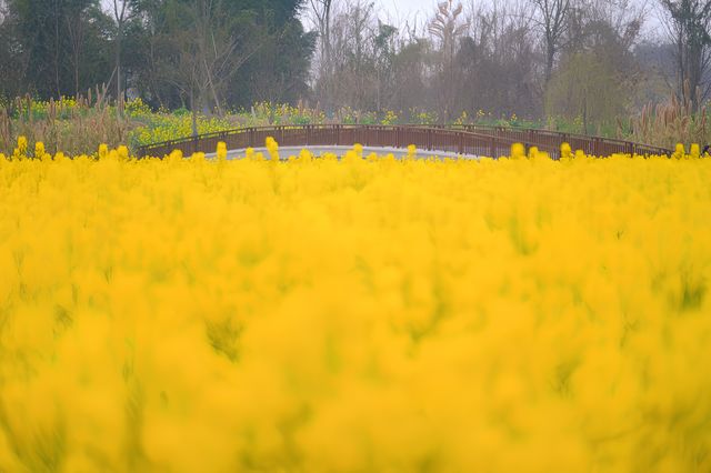 彭山五湖四海油菜花海，花開正艷